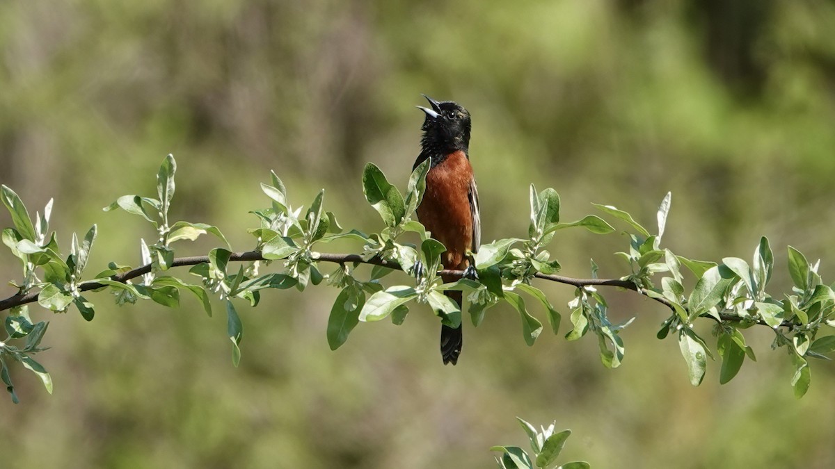 Orchard Oriole - ML618147282