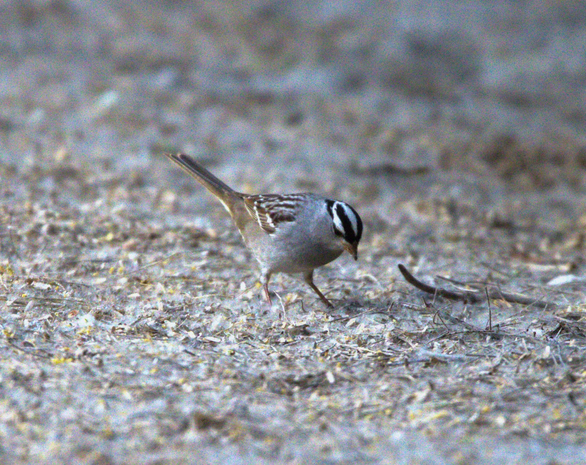 White-crowned Sparrow - Don Carney