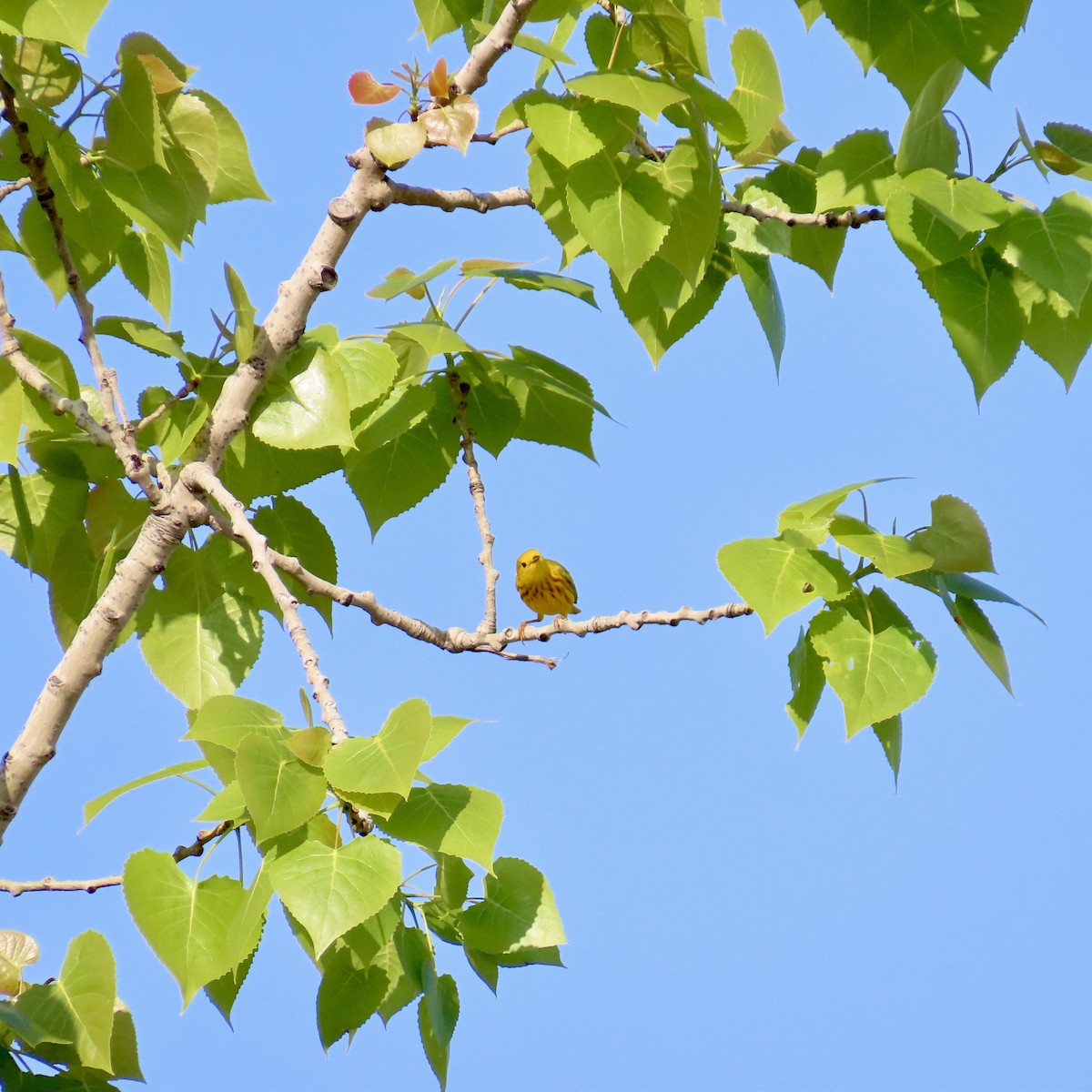Yellow Warbler (Northern) - Richard Fleming