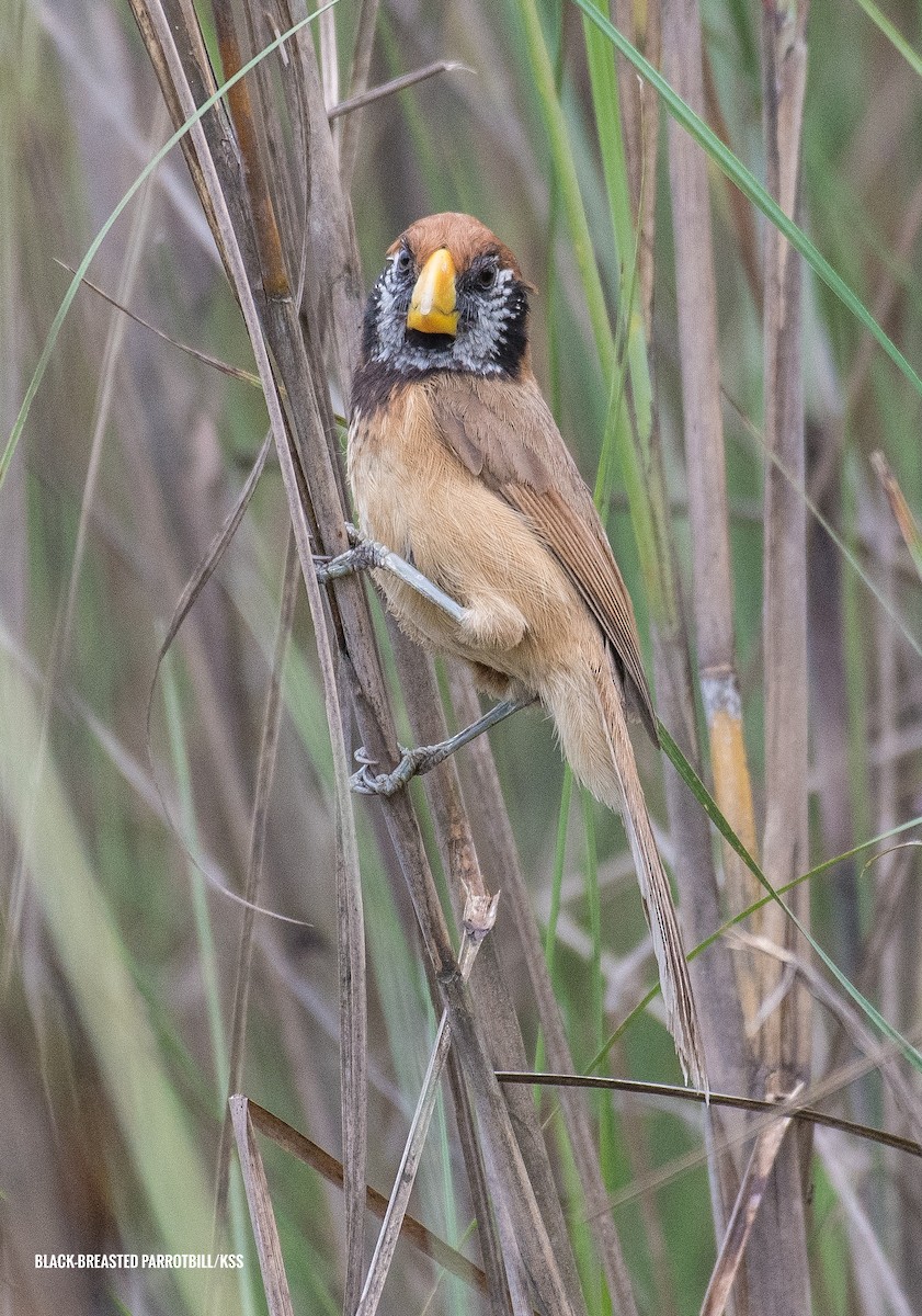 Black-breasted Parrotbill - ML618147310