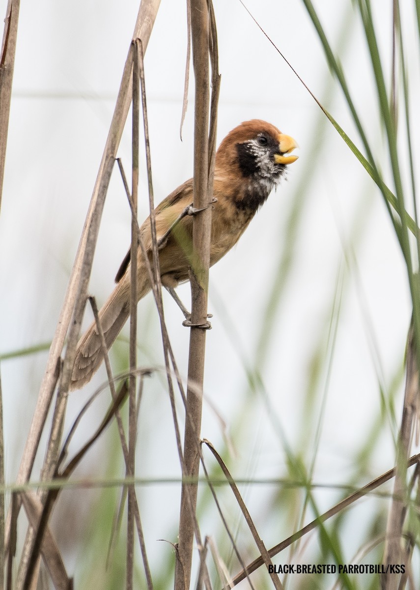 Black-breasted Parrotbill - ML618147311