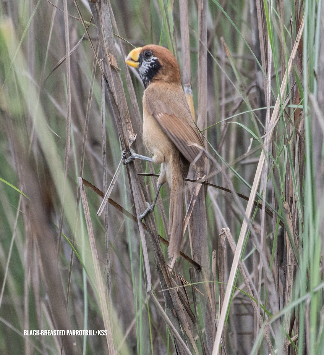 Black-breasted Parrotbill - ML618147312