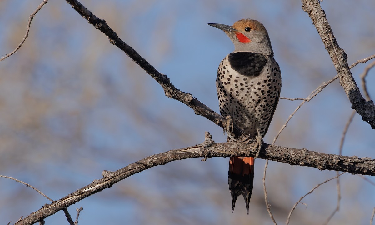 Northern Flicker (Red-shafted) - ML618147331