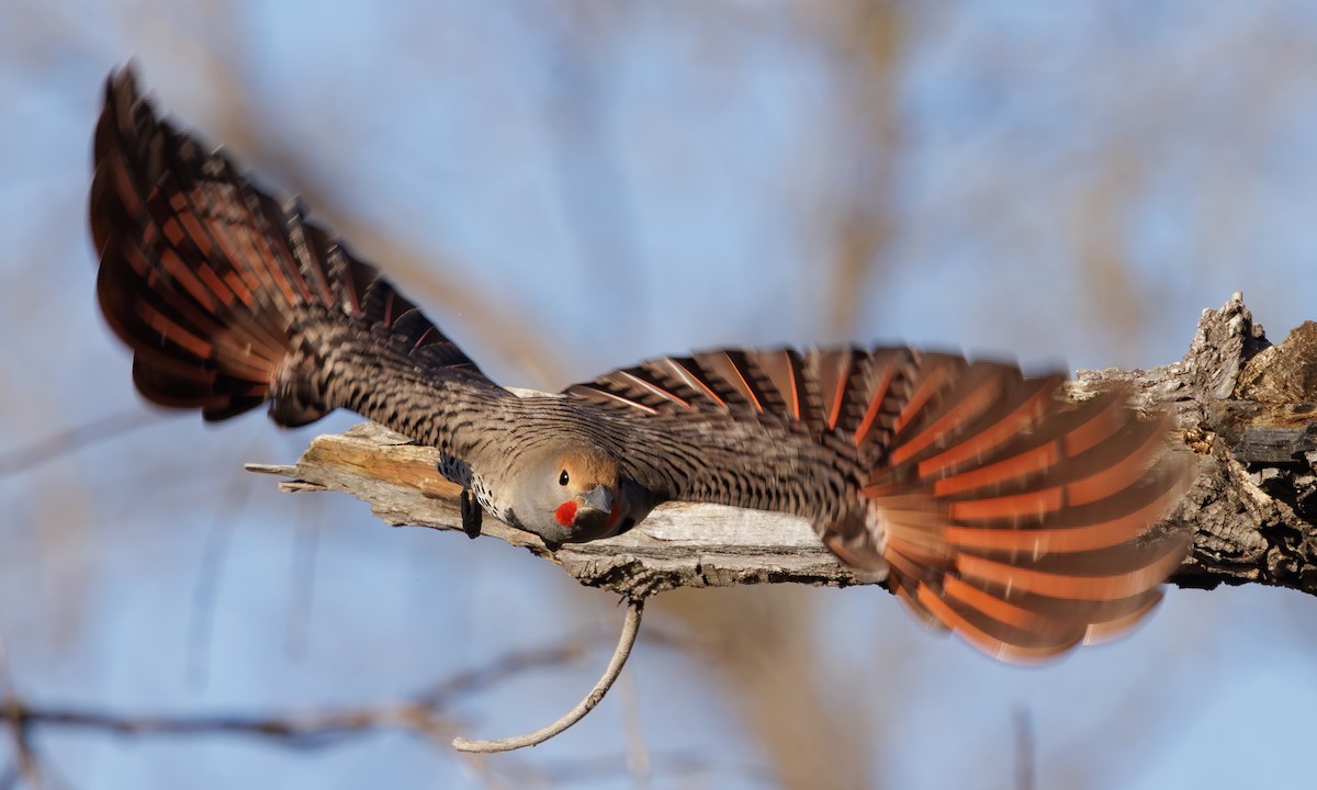 Northern Flicker (Red-shafted) - ML618147332