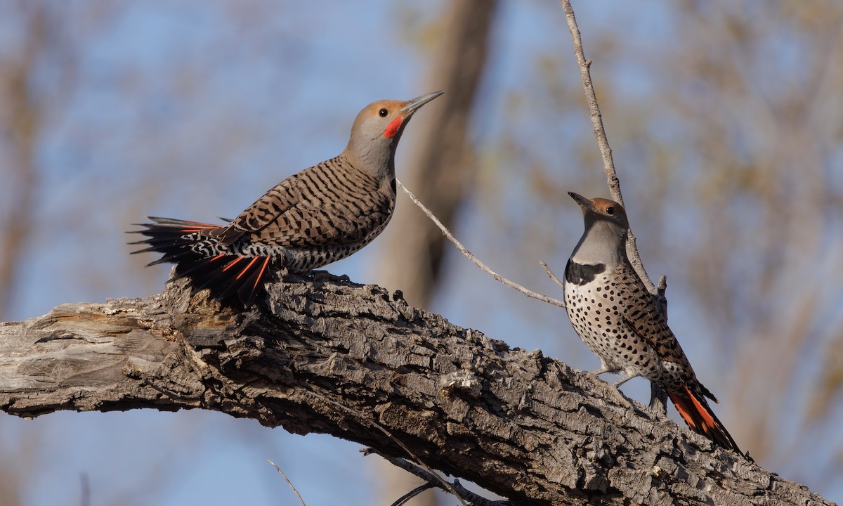 Northern Flicker (Red-shafted) - ML618147333
