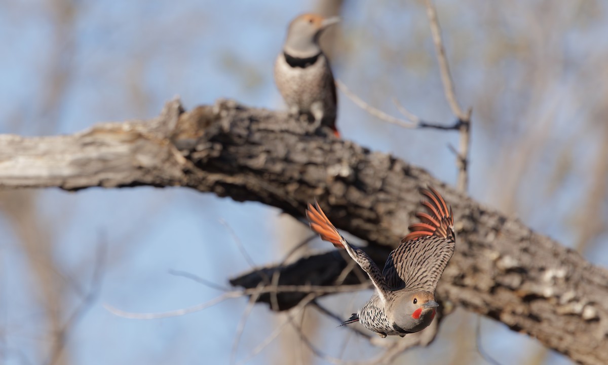 Northern Flicker (Red-shafted) - ML618147334