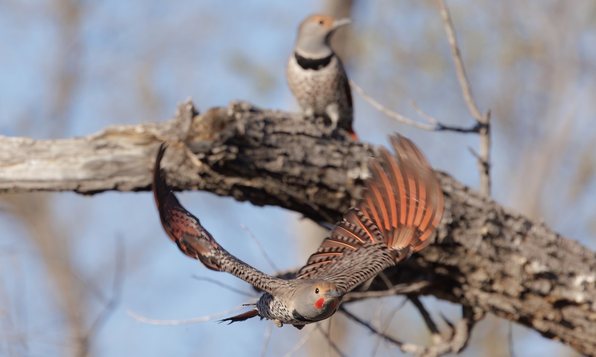 Northern Flicker (Red-shafted) - ML618147335
