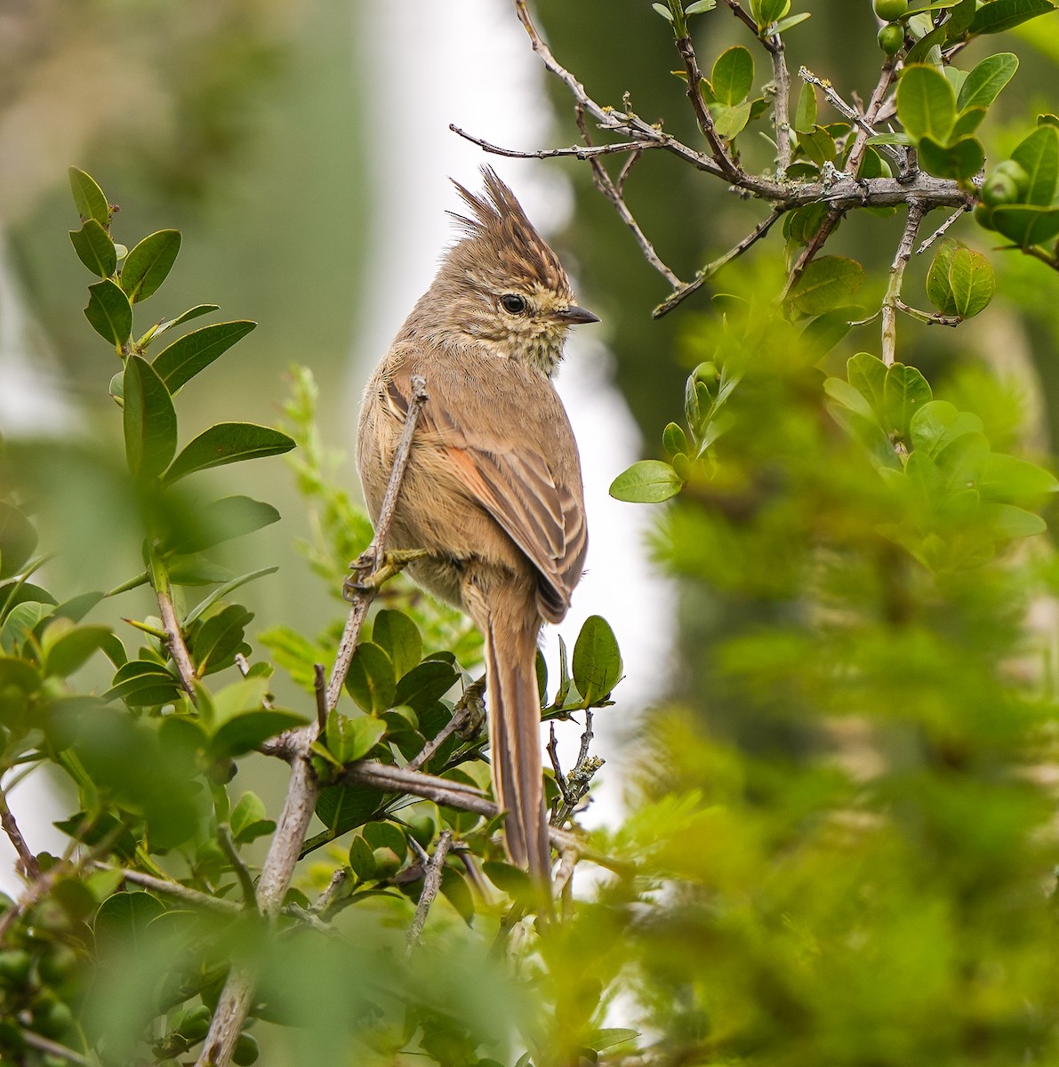 Tufted Tit-Spinetail - ML618147339