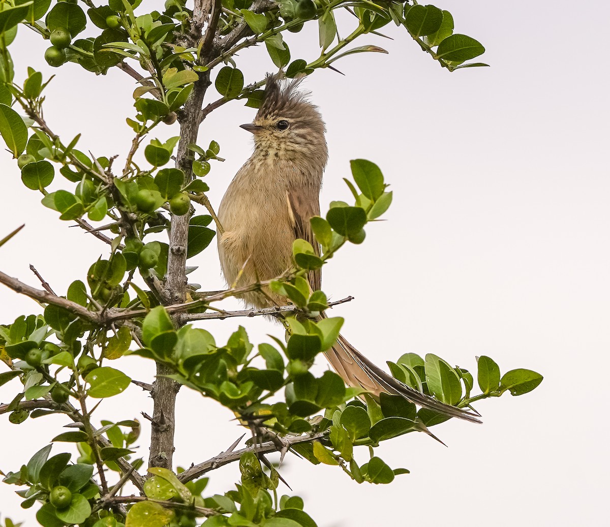 Tufted Tit-Spinetail - ML618147340