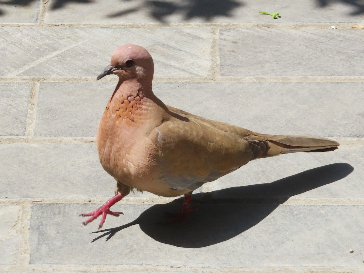 Laughing Dove - ML618147344