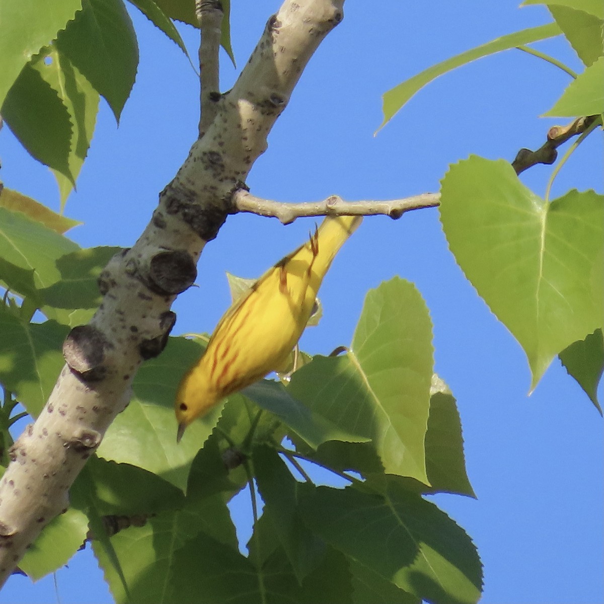 Yellow Warbler (Northern) - Richard Fleming