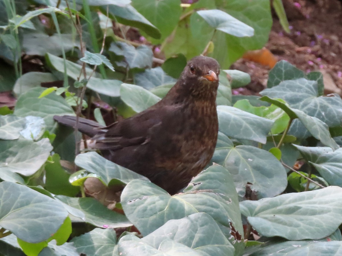 Eurasian Blackbird - Kseniia Marianna Prondzynska