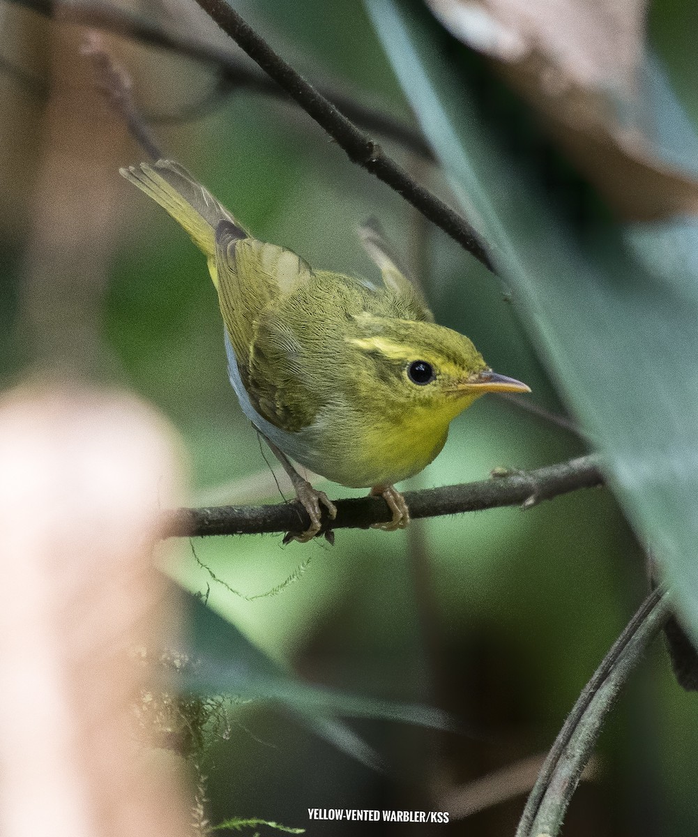 Yellow-vented Warbler - ML618147440