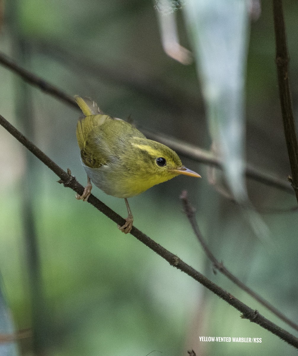 Yellow-vented Warbler - ML618147441