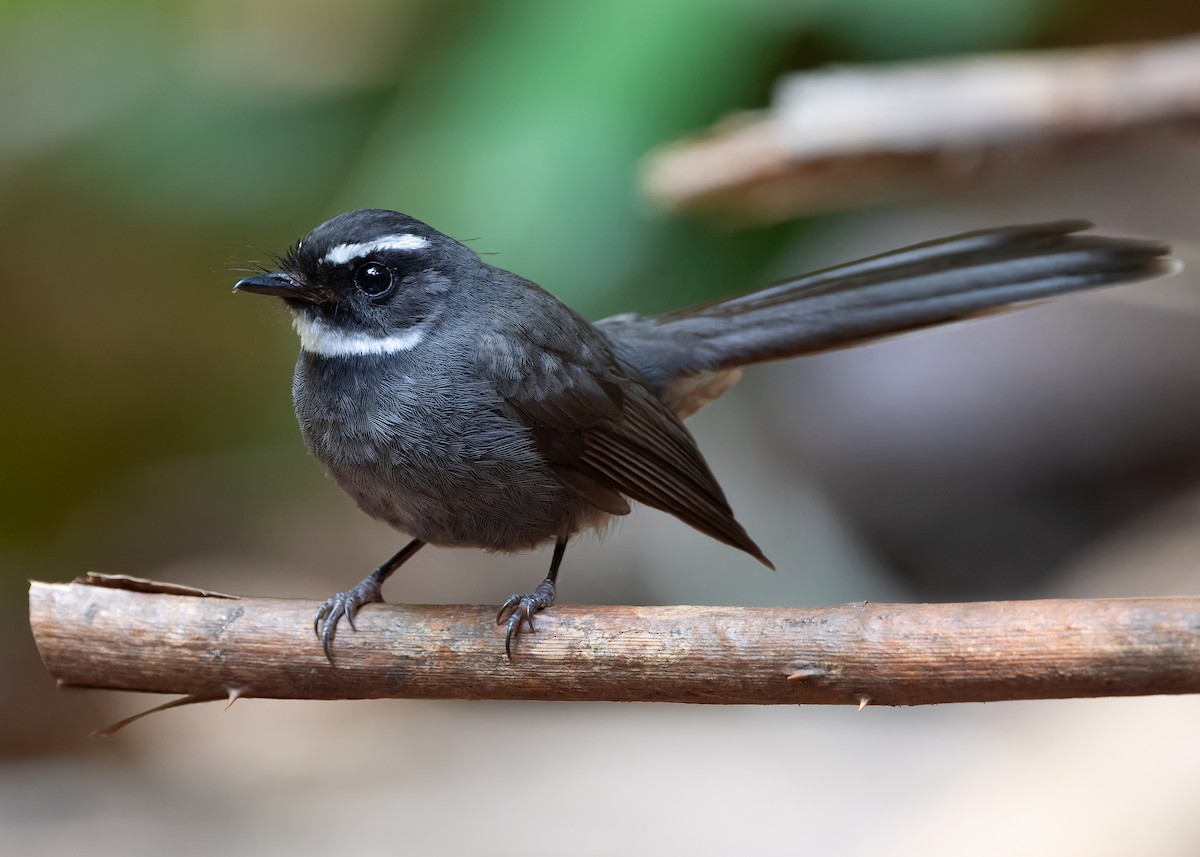 White-throated Fantail - ML618147467