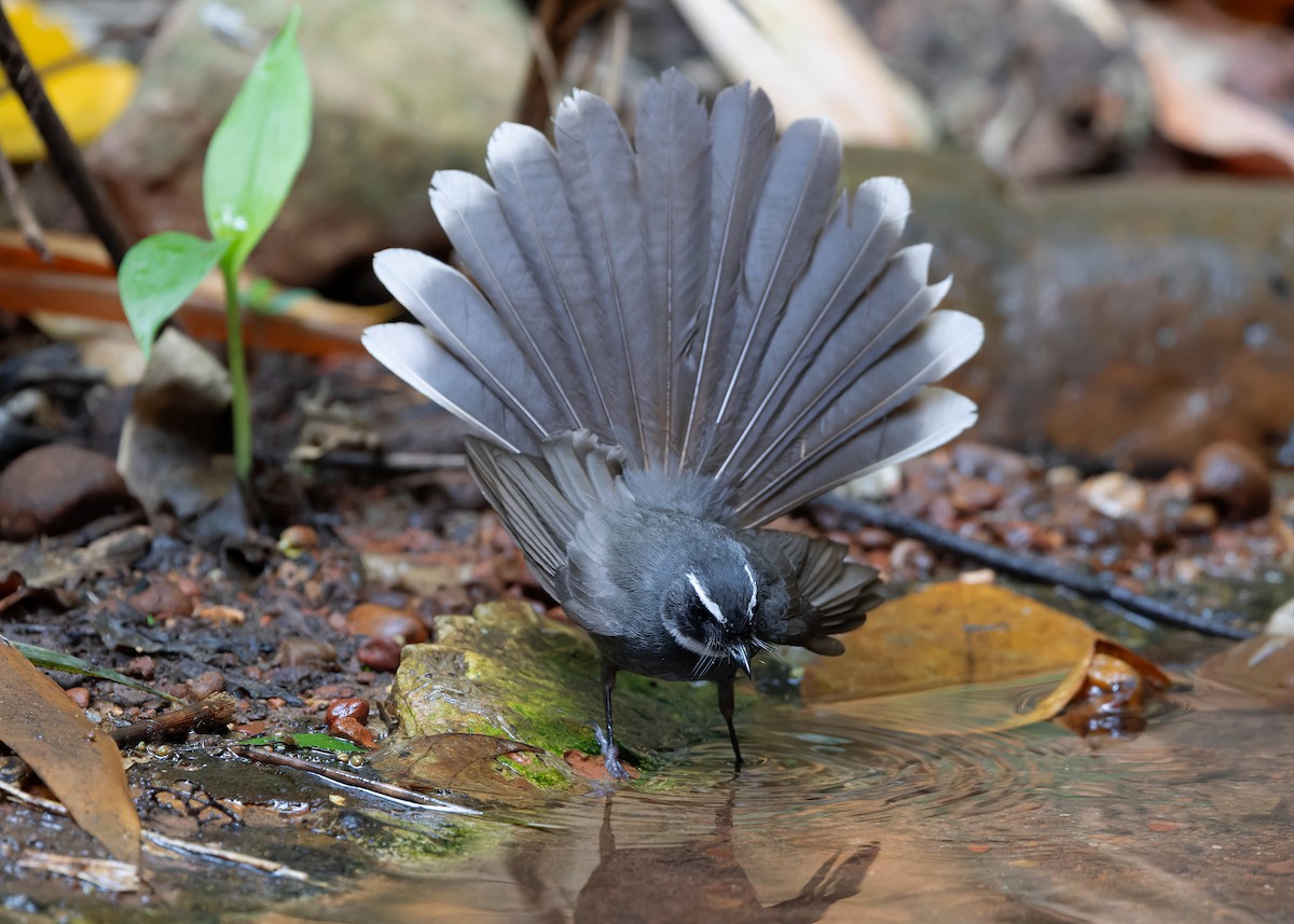 White-throated Fantail - ML618147468