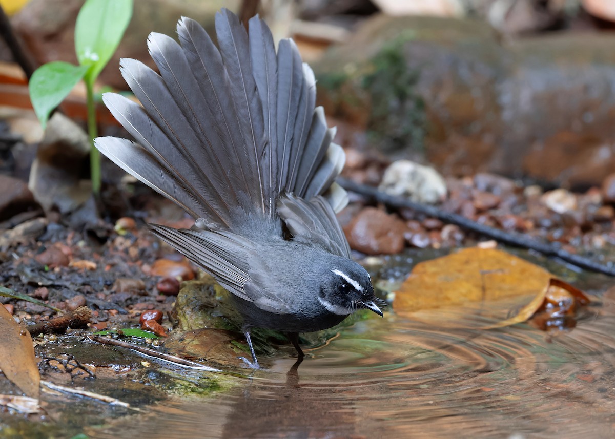White-throated Fantail - ML618147469