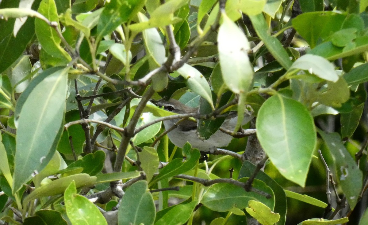 Mangrove Gerygone - ML618147491