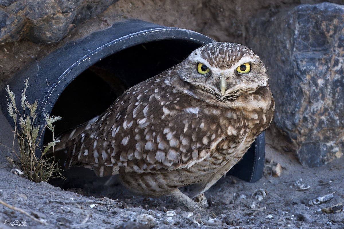 Burrowing Owl - Ray Chiarello