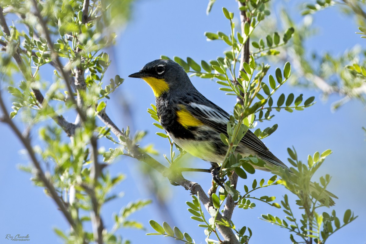 Yellow-rumped Warbler (Audubon's) - Ray Chiarello