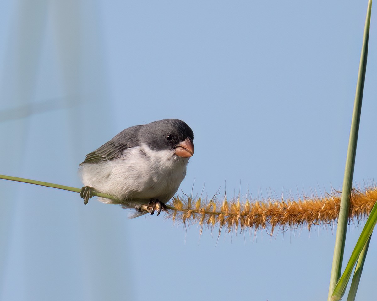 White-bellied Seedeater - ML618147530