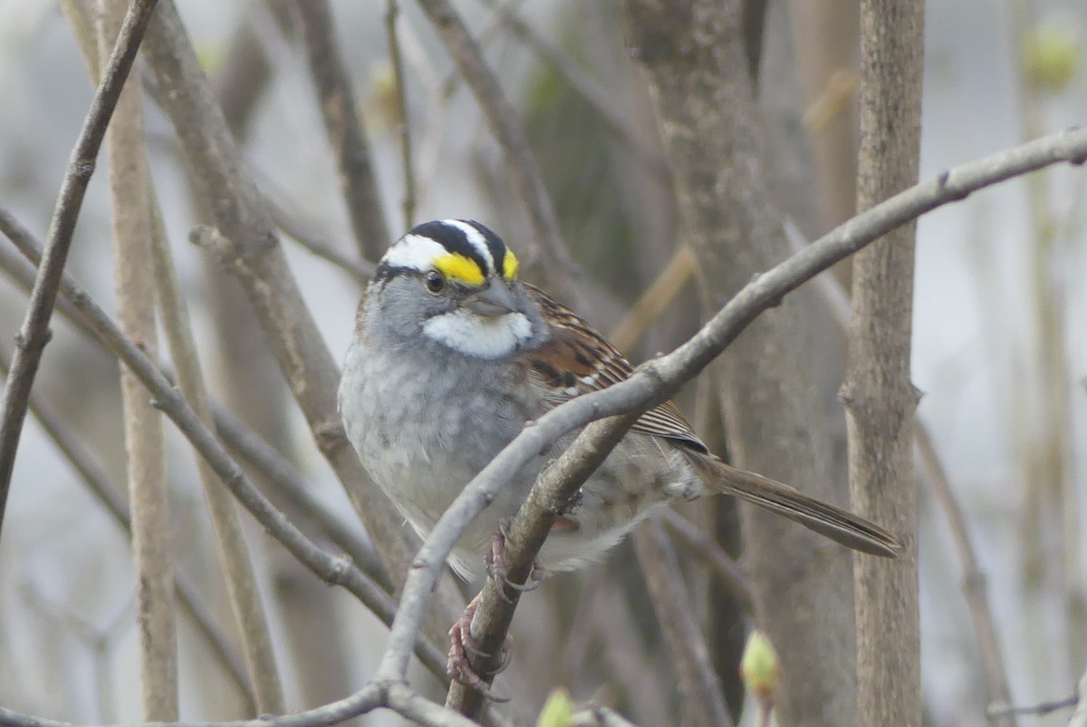 White-throated Sparrow - Roland Bergeron