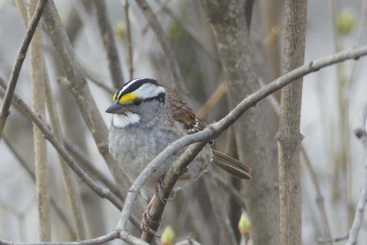 White-throated Sparrow - ML618147565