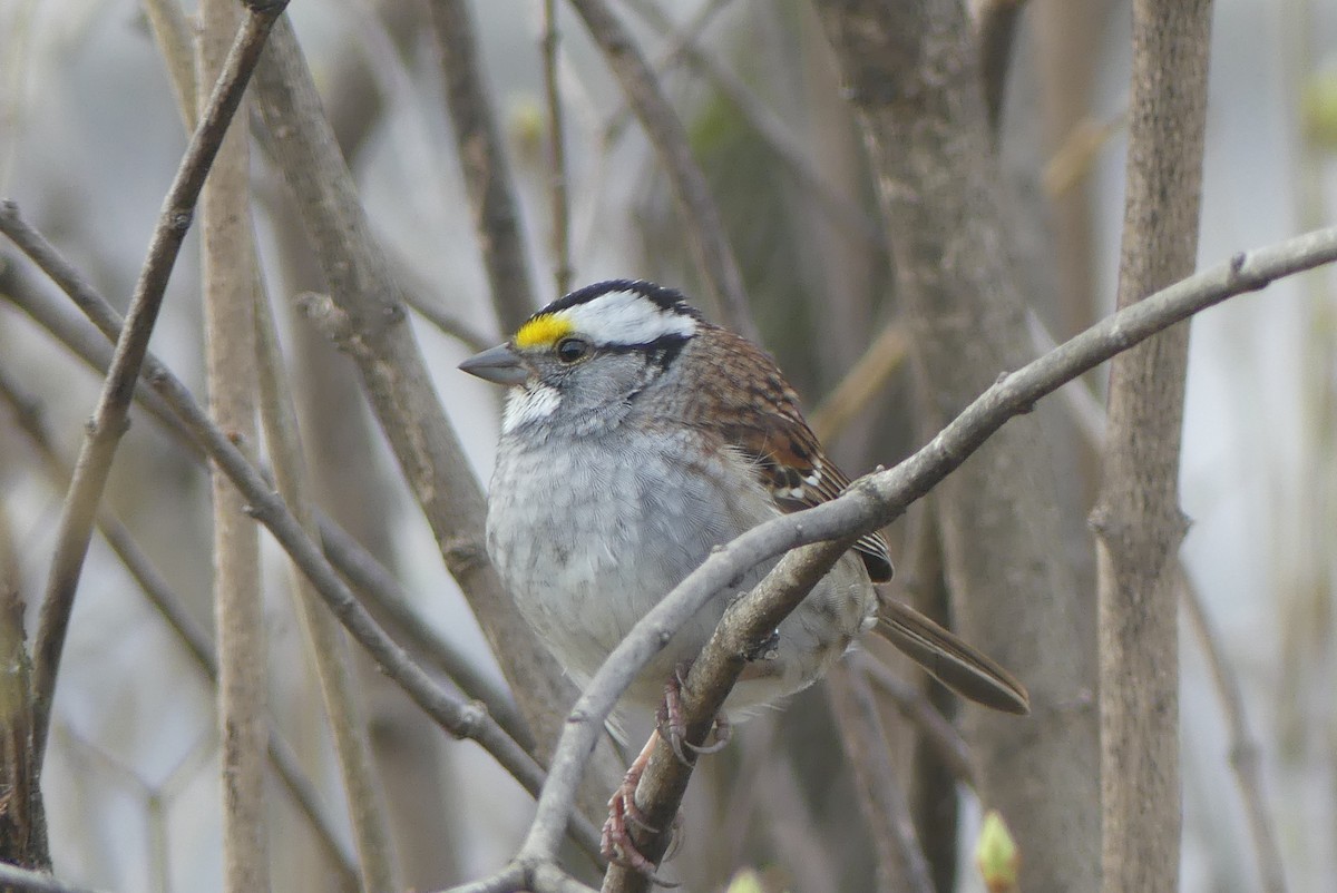 White-throated Sparrow - ML618147573