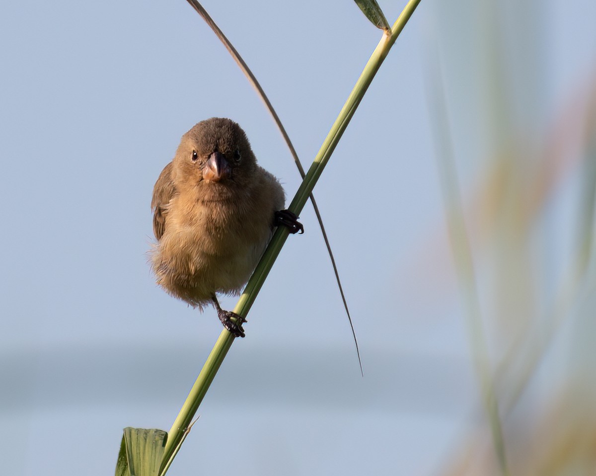 White-bellied Seedeater - ML618147583