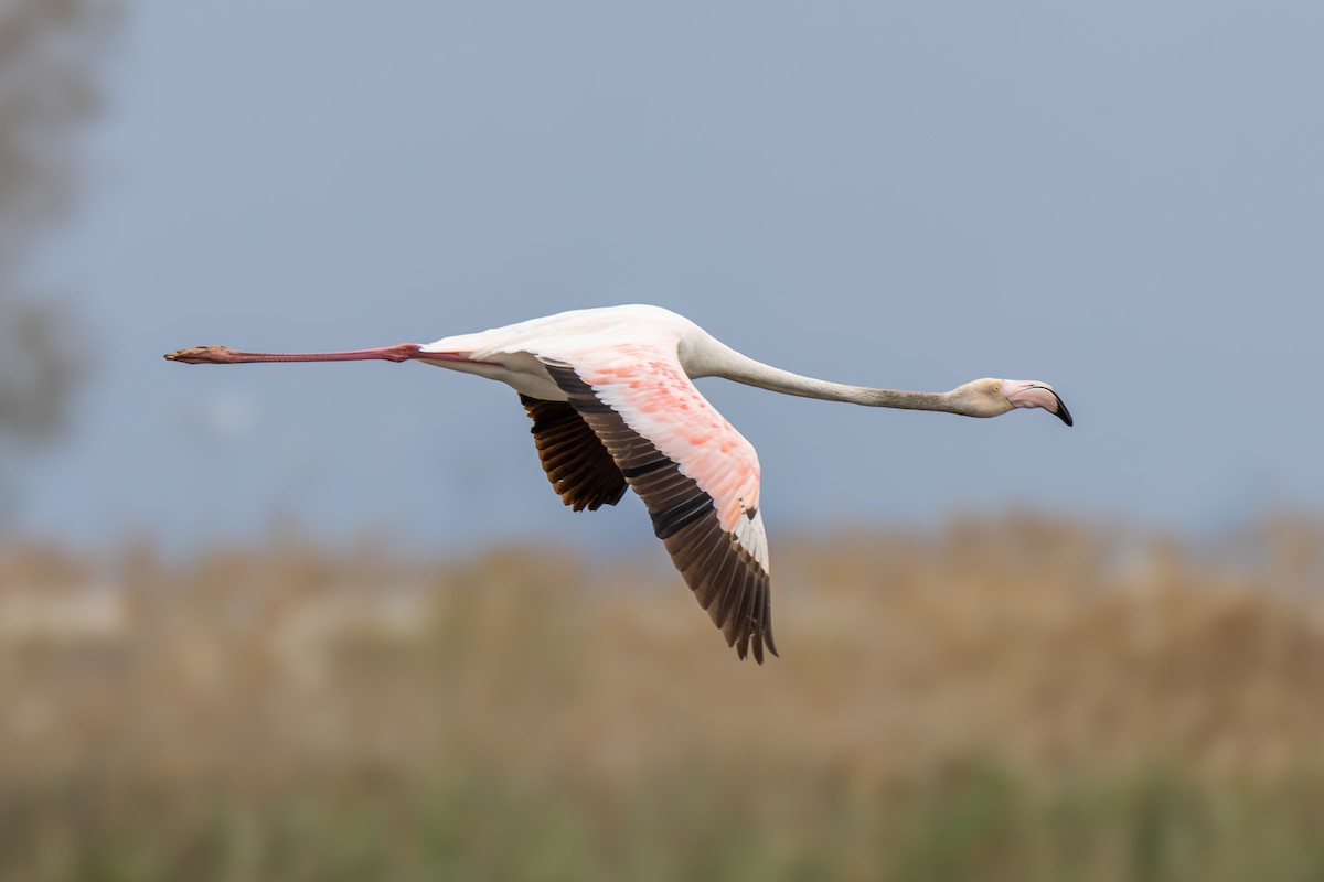 Greater Flamingo - ML618147589