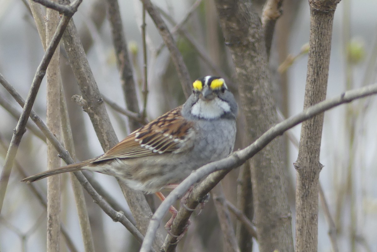 White-throated Sparrow - ML618147591