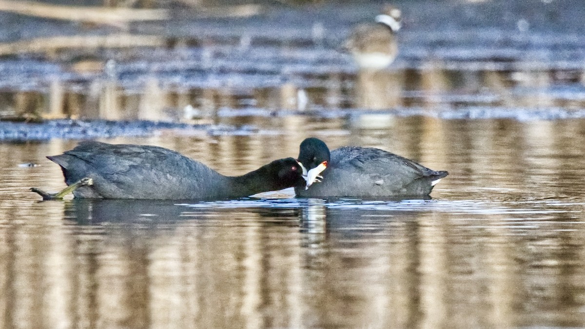 American Coot (Red-shielded) - ML618147595