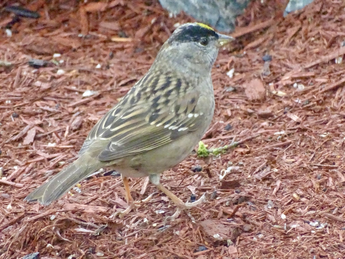Golden-crowned Sparrow - Amelia Preston