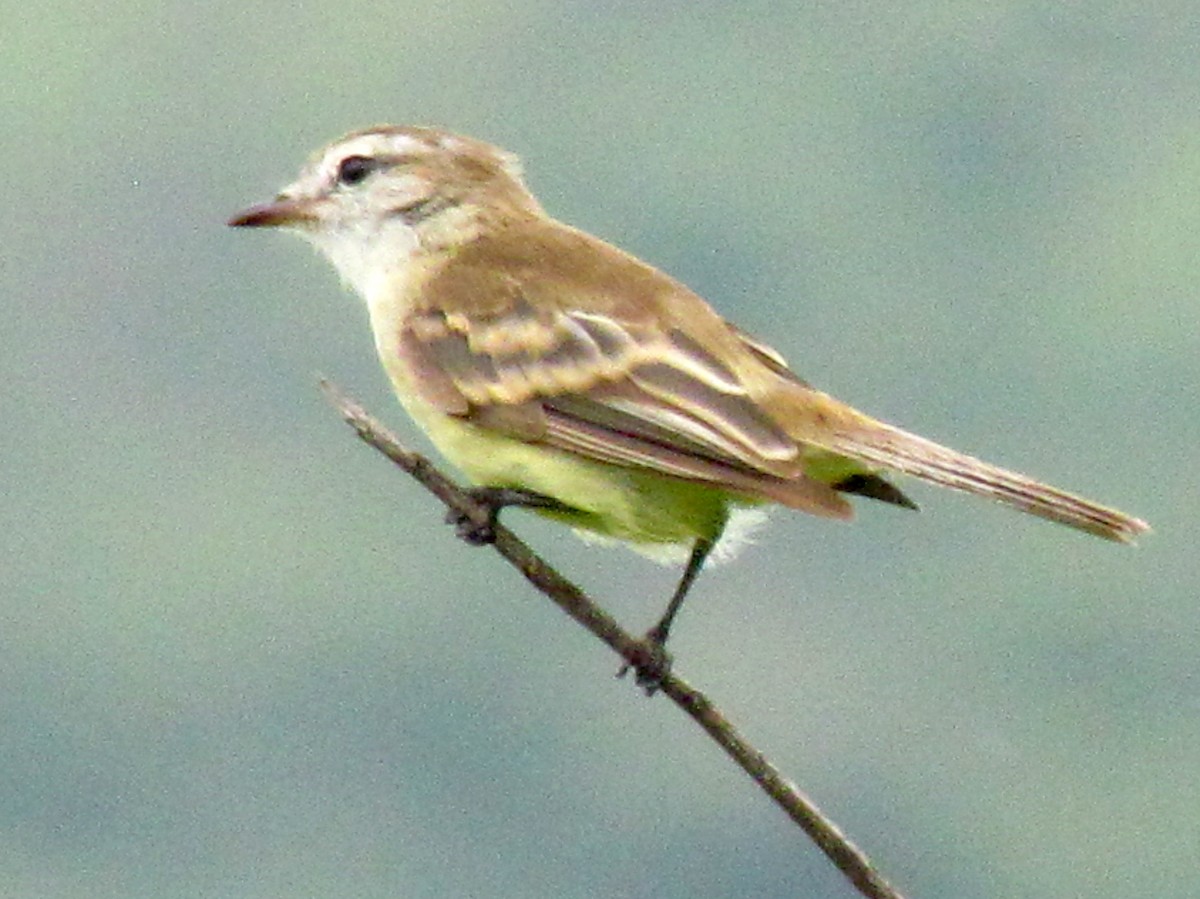 Southern Mouse-colored Tyrannulet - ML618147686
