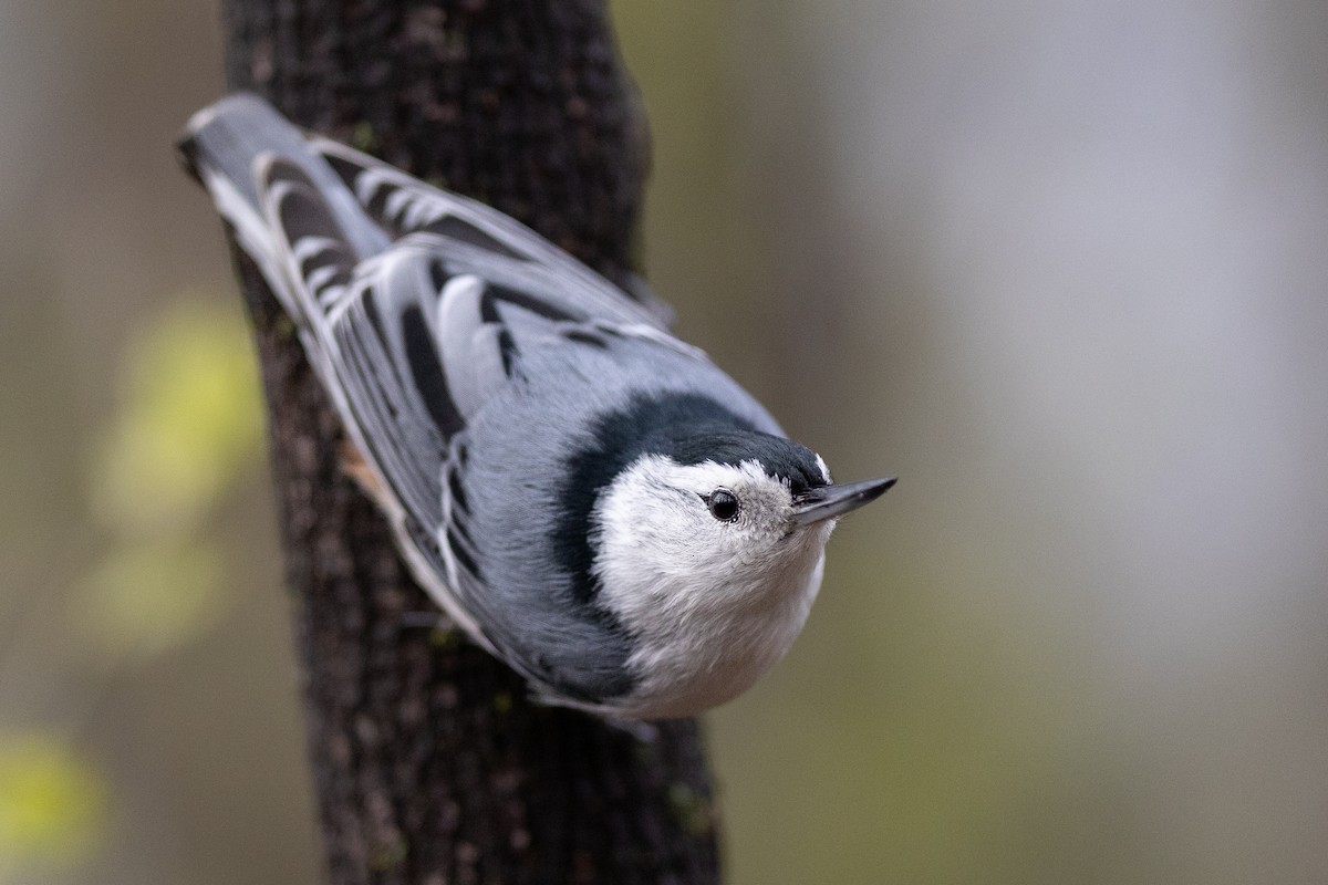 White-breasted Nuthatch - ML618147695