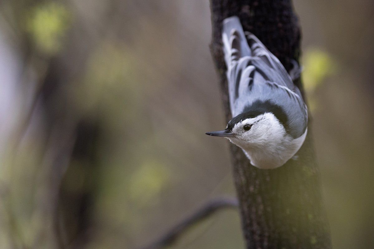 White-breasted Nuthatch - ML618147696