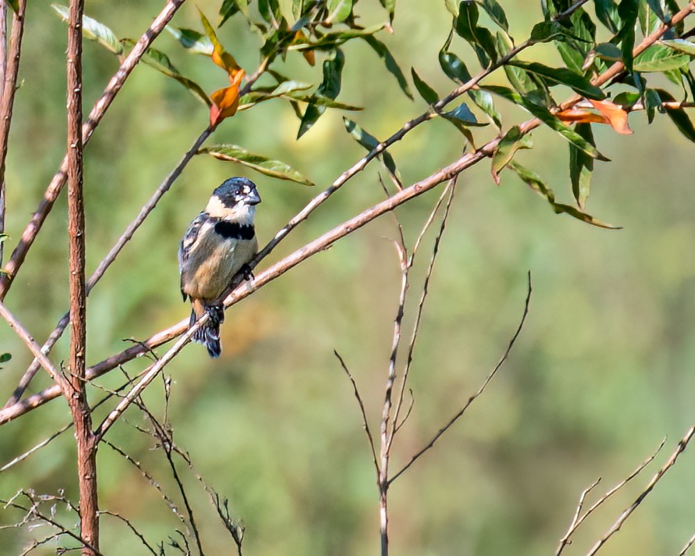 Rusty-collared Seedeater - ML618147698