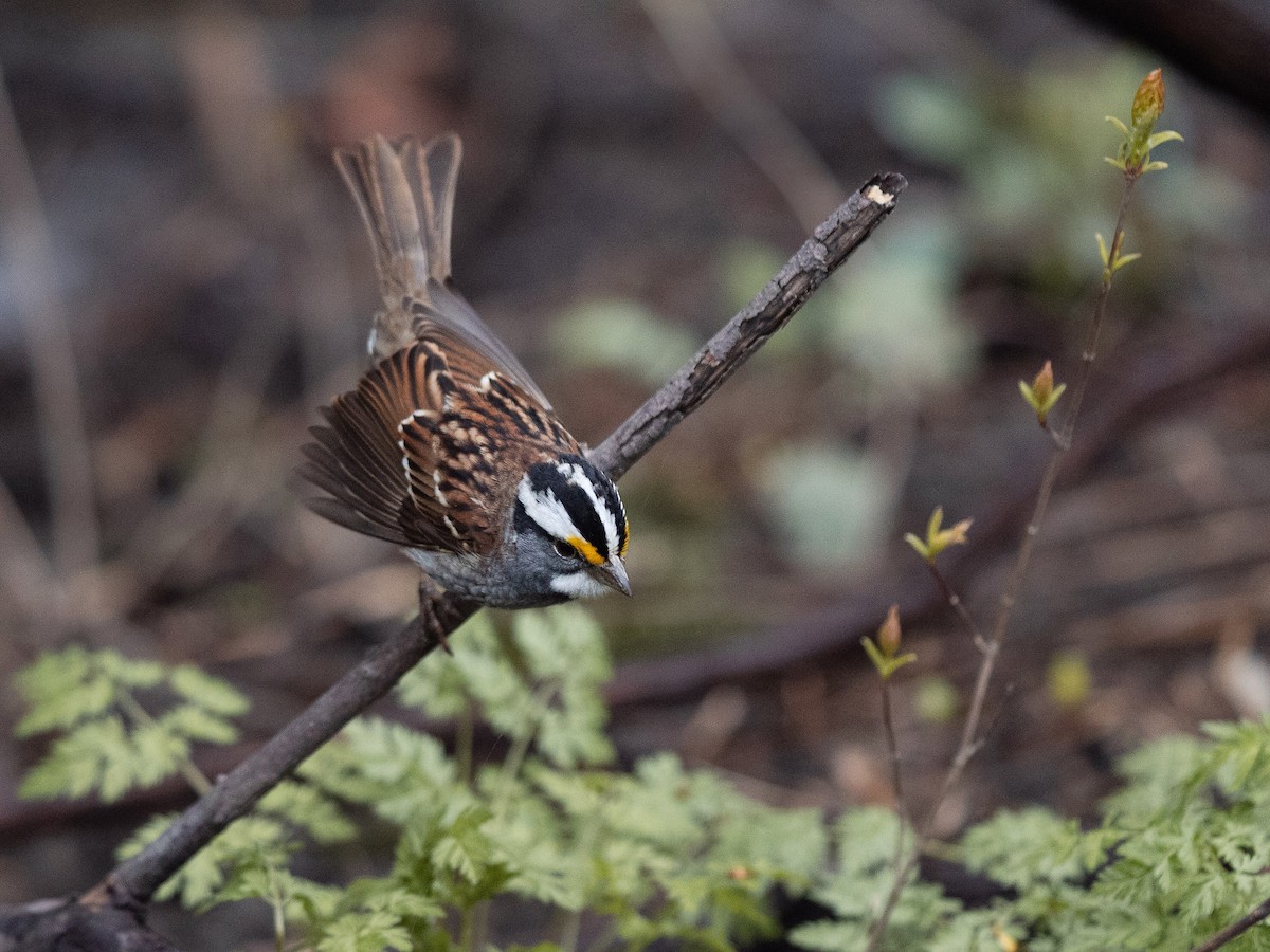 White-throated Sparrow - ML618147713