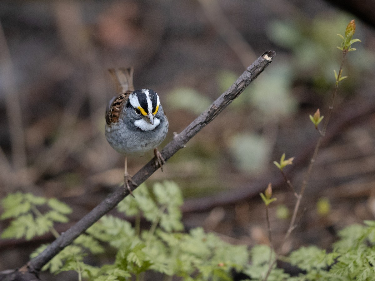 White-throated Sparrow - ML618147714