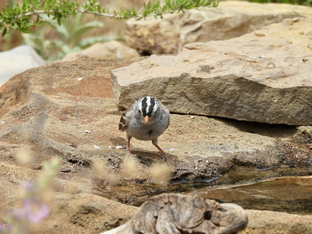 White-crowned Sparrow - Bev Kronisch