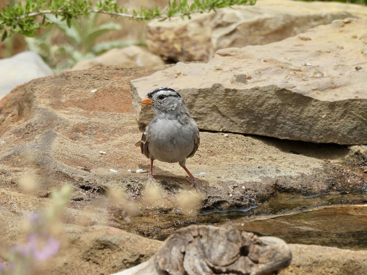 White-crowned Sparrow - Bev Kronisch
