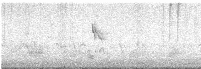 Bruant à couronne blanche (leucophrys/oriantha) - ML618147756