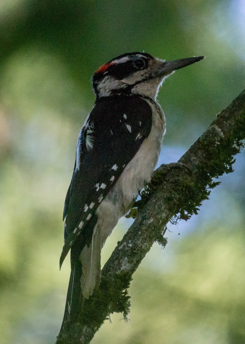 Hairy Woodpecker - Rail Whisperer