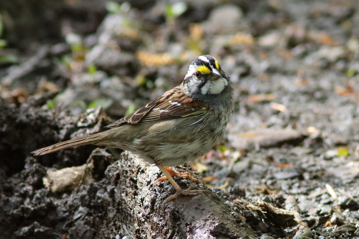 White-throated Sparrow - Robert Mercer