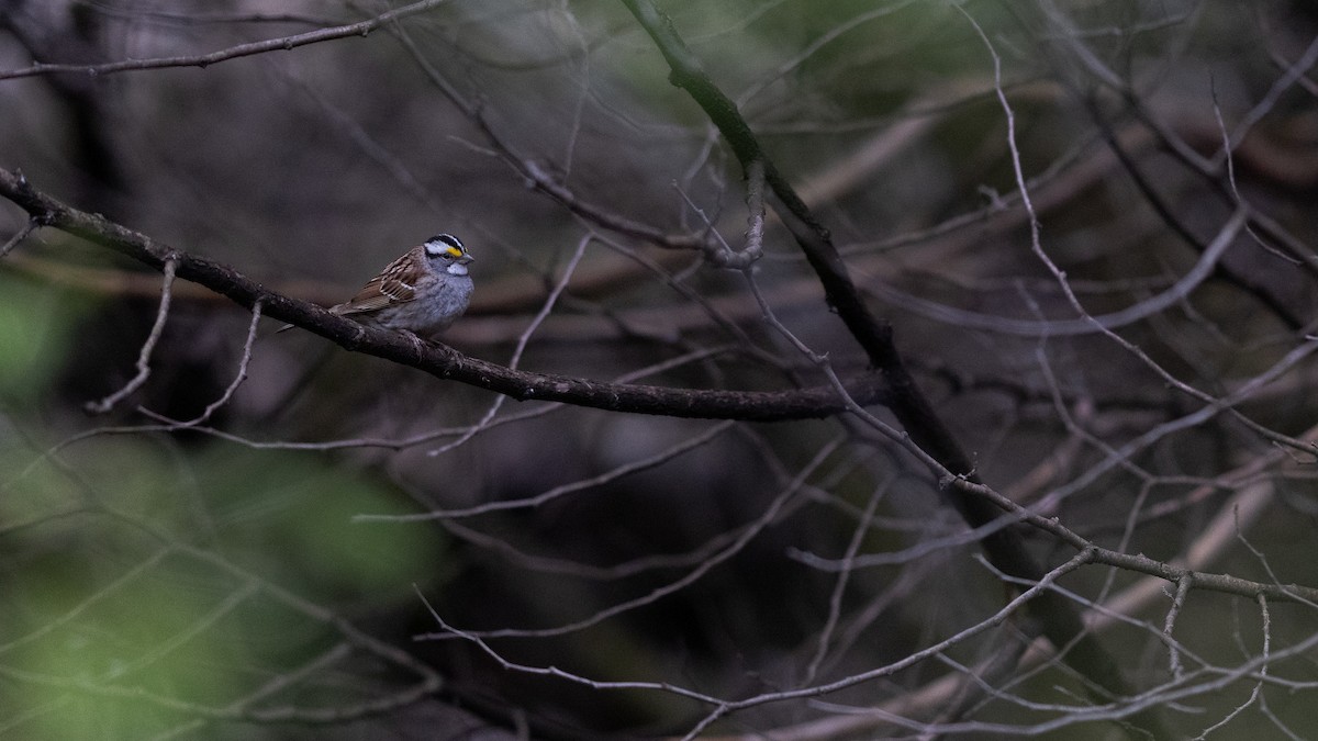 White-throated Sparrow - ML618147794