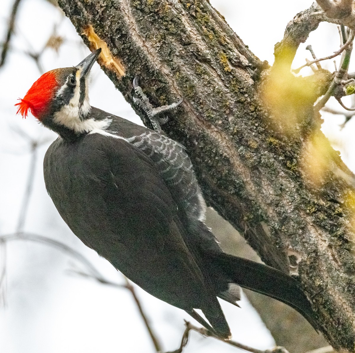 Pileated Woodpecker - Claude Garand