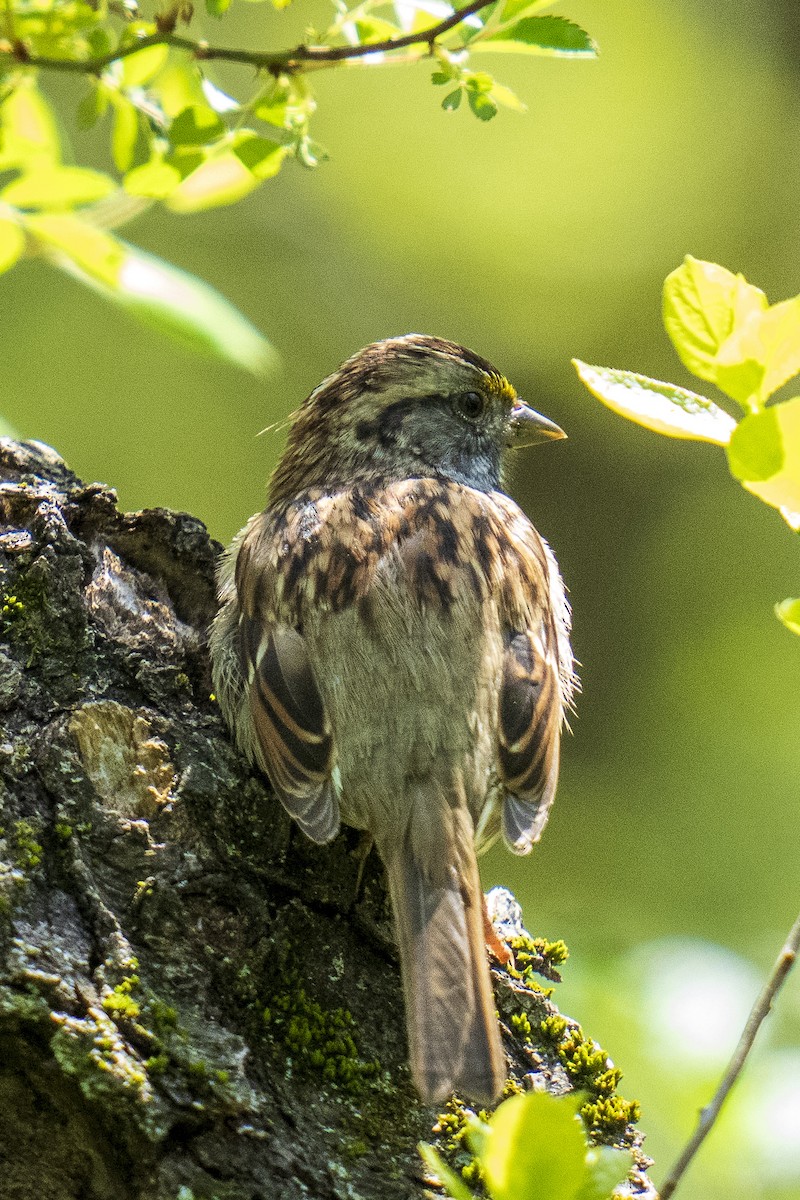 White-throated Sparrow - ML618147824