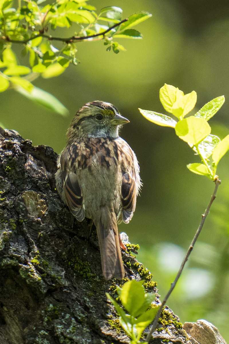 White-throated Sparrow - Clark Duff