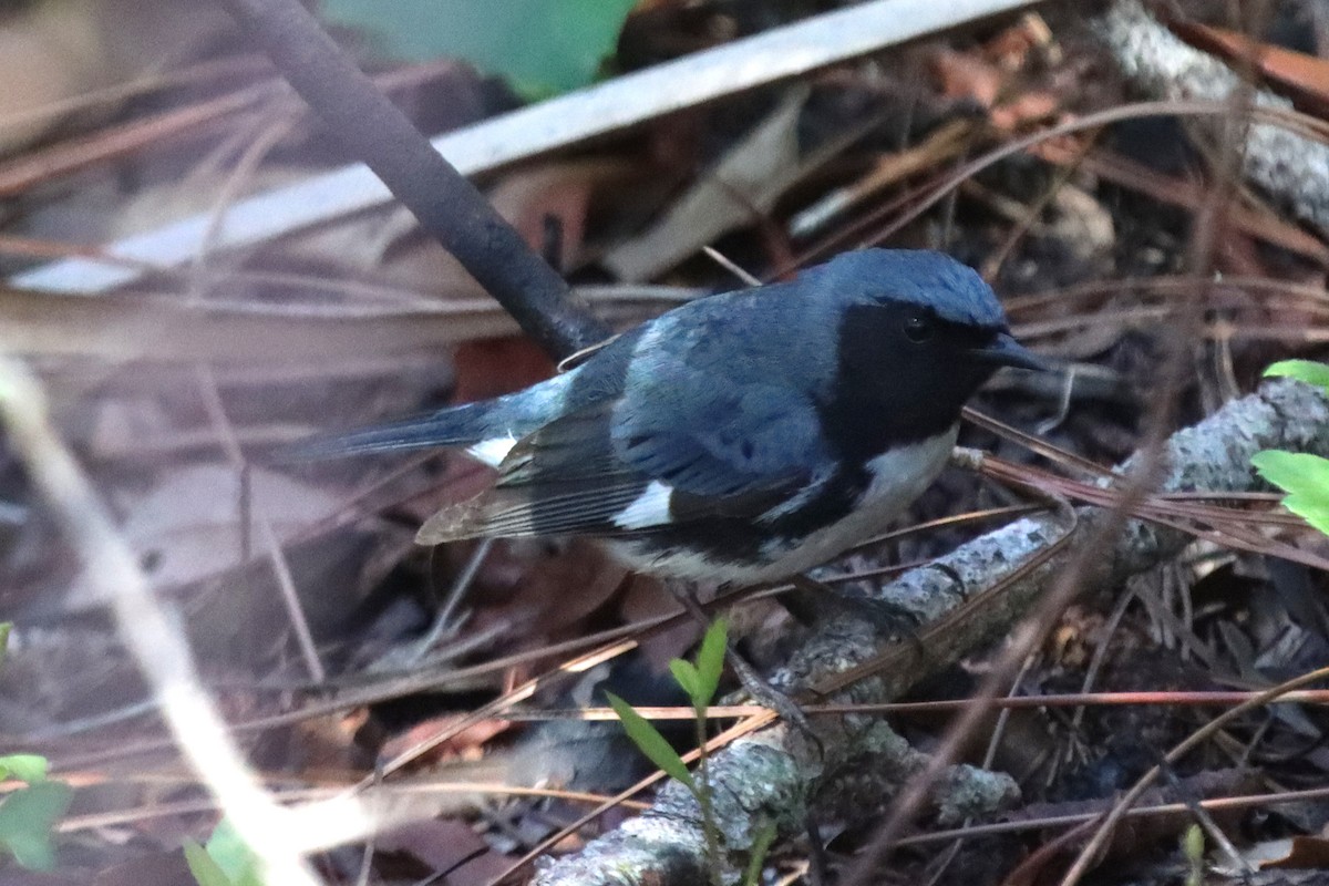 Black-throated Blue Warbler - ML618147829