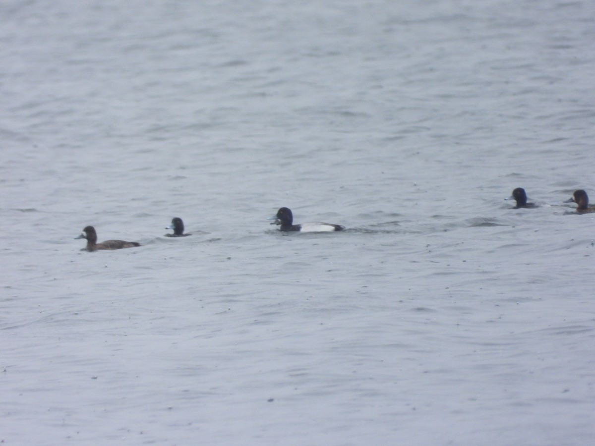 Greater Scaup - ML618147844